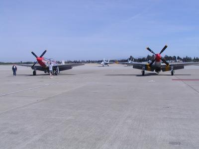 Mustangs a Pair s.jpg
