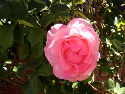 Pink Rose s.jpg