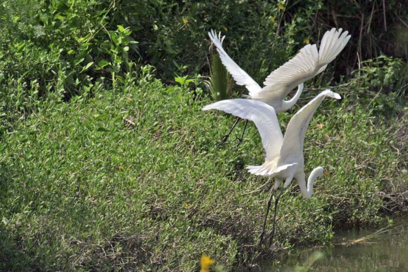 Egret or Heron.jpg