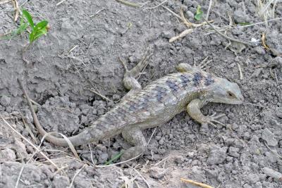 Texas Spiny Lizard.jpg