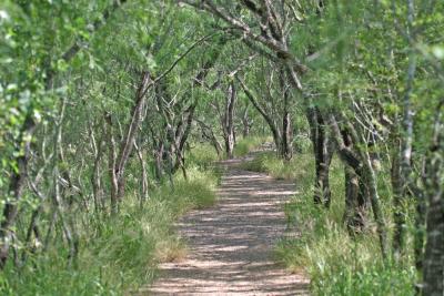 Path thru the Mesquite.jpg
