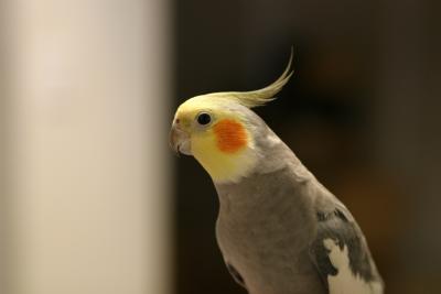 Pinney Our Cockatiel