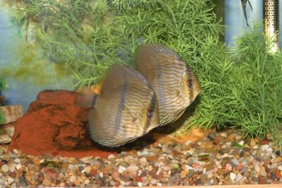 Discus
