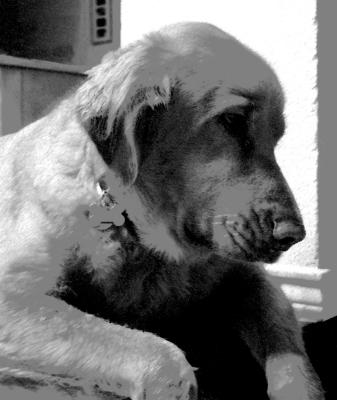 Beaux in charcoal (Golden Retriever)