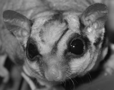 Sam the Sugar Glider
