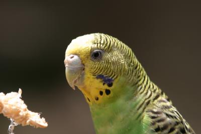 Parakeet