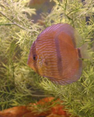 Discus