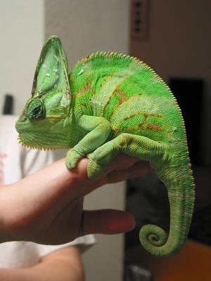 Orbit Our Vieled Cameleon