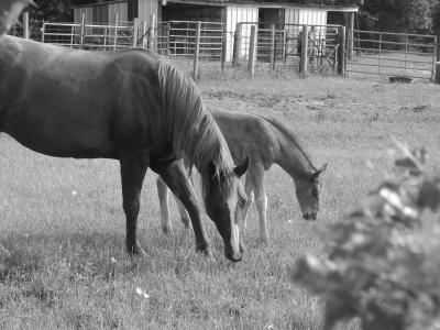Mom and Babe Graze