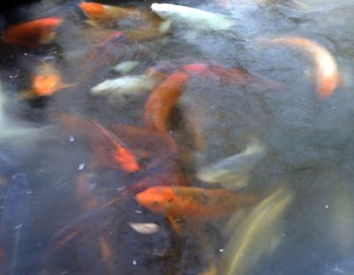 Swirling Koi