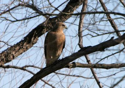 B Lineatus 2 (Red Shouldered Hawk)