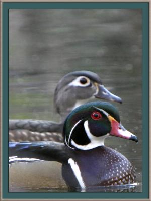 Wood Duck drake and hen