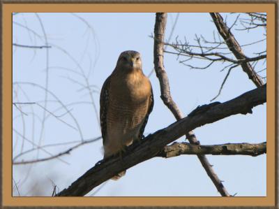 B lineatus (Red Shouldered Hawk)