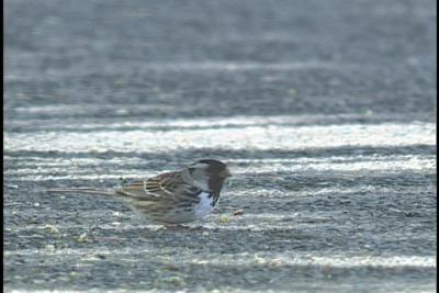 u45/ac9/medium/28923014.HarrissSparrowAdult.jpg