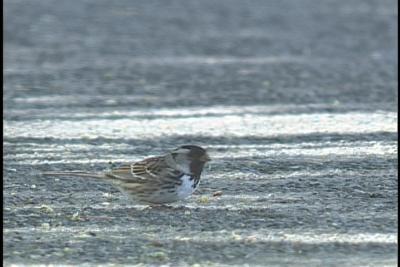 Harris's Sparrow - Adult