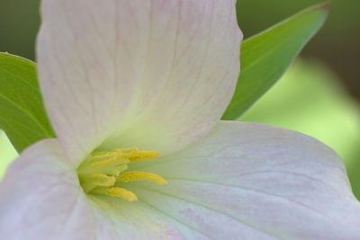 Trillium