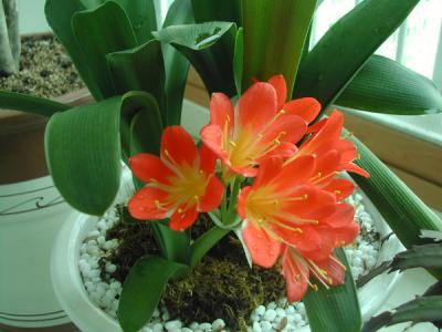 DSCN5227.jpg