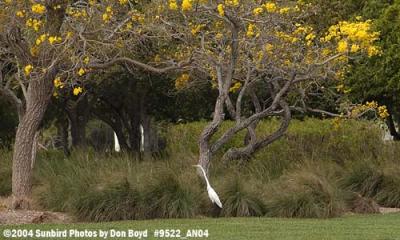 Egret bird stock photo #9522