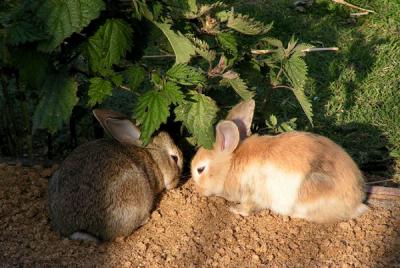 bunnies!