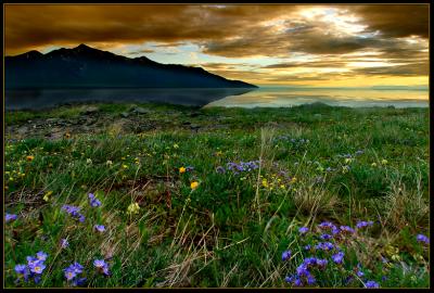 Flower Sunset