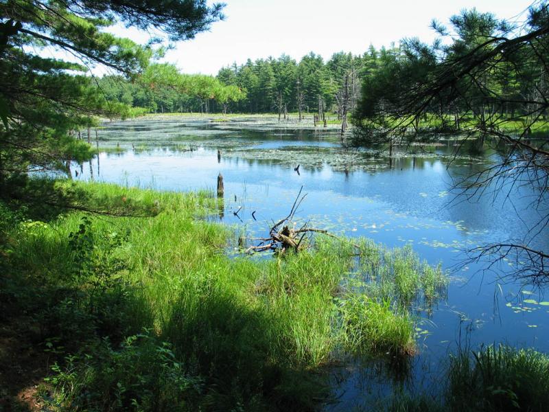 Beaver Pond 5173