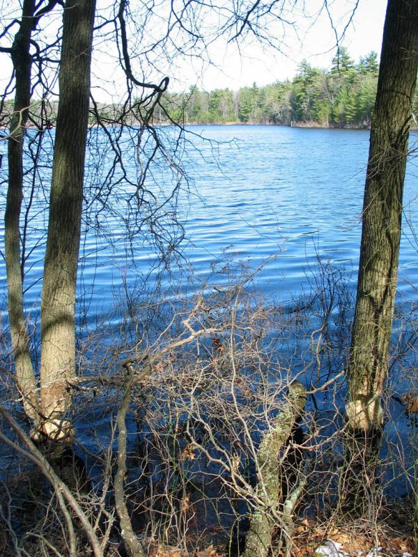 BeaverChewedTrees_4149.jpg