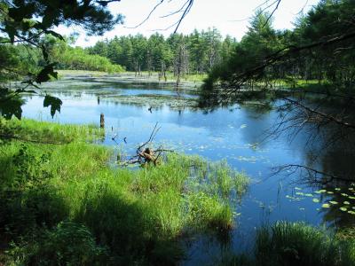 Beaver Pond 5172