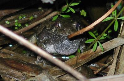 Gray Tree Frog