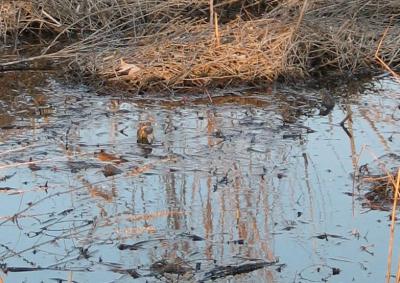 American Toads 2