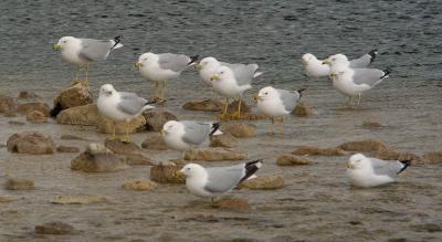 gulls