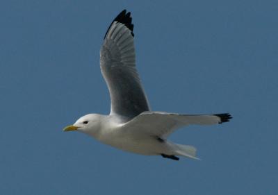 Kittiwake - Ride - Rissa tridactyla