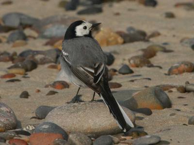 White Wagtail - Hvid Vipstjert - Motacilla alba