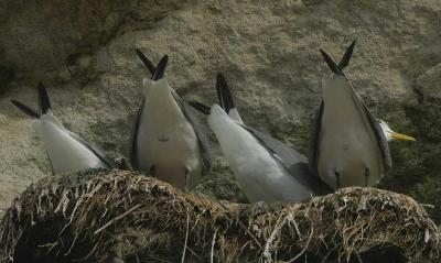 The backside of Kittiwakes