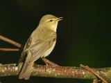Willow Wabler - Lvsanger - Phylloscopus  trochilus