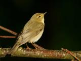 Willow Wabler - Lvsanger - Phylloscopus trochilus