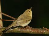 Willow Wabler - Lvsanger - Phylloscopus trochilus