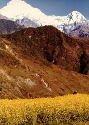 Annapurna mustard field