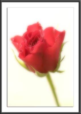 13.05.2004Rose