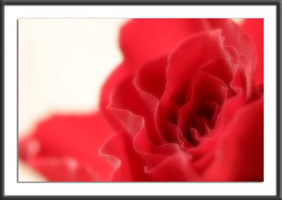 13.05.2004Rose