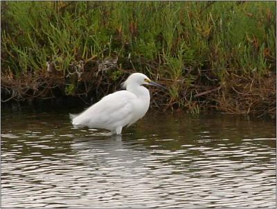 Snowy Egret 1