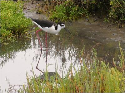 Black-necked Stilt