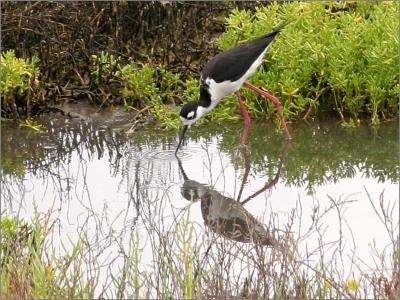 Black-necked Stilt