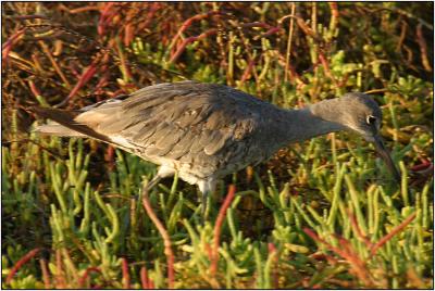 Willet