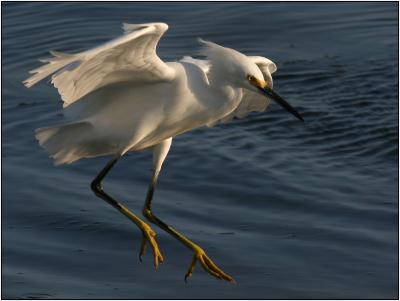 Snowy Egret