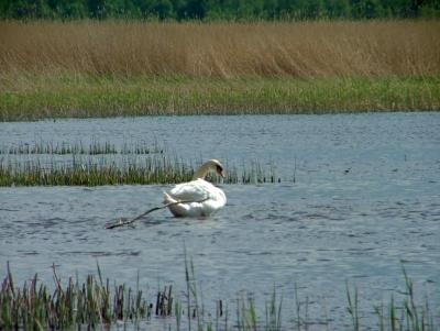 009 A swan in the water.jpg