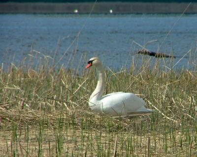 010 a swan on a reed bed.jpg