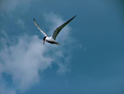 012 the common tern is ready to strike.jpg