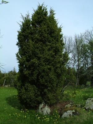 015 a juniper.jpg