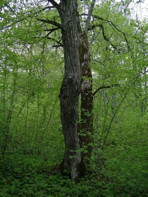 016 trees covered with lichen.jpg