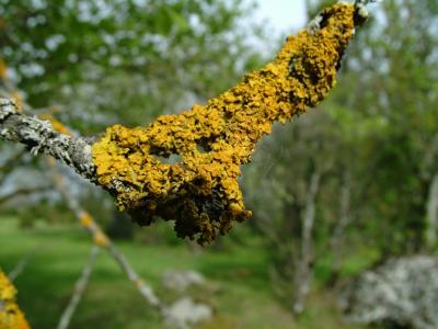 017 The lichen near.jpg